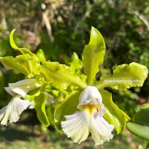 Cattleya schilleriana ALBESCENS