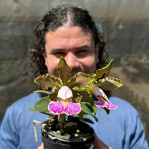 Cattleya schilleriana AMESIANA