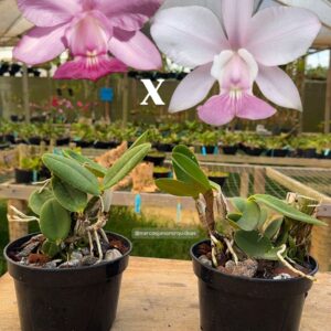 Cattleya walkeriana Vinicolor